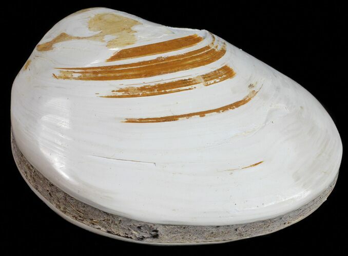 Wide Polished Fossil Clam - Jurassic #55226